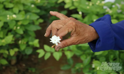 Hợp tác xã hoa nhài thơm ngát Thủ đô