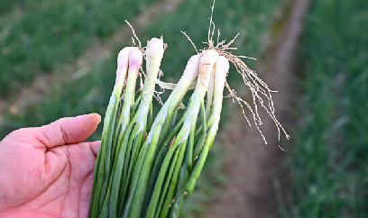 Đi tìm lời giải cho nghịch lý trên những cánh đồng vụ đông