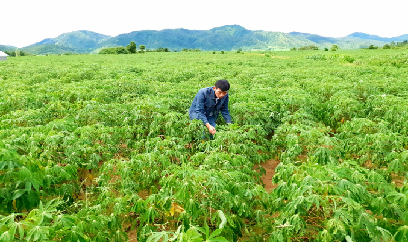 Khẩn trương nhân giống sắn kháng bệnh, sạch bệnh
