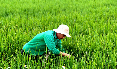 Nông dân vui xuân vẫn bám vườn, chăm ruộng