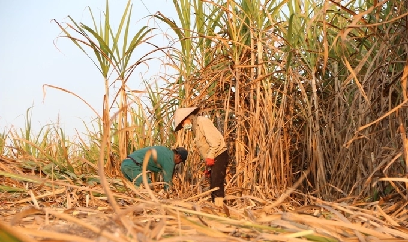 Nghệ An: Mía đạt năng suất và giá bán cao nhất từ trước tới nay