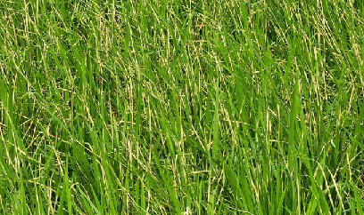 Nhiều cánh đồng lúa trắng xóa do bị sâu cuốn lá