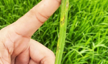 Cảnh báo nguy cơ bệnh đạo ôn lá lan rộng