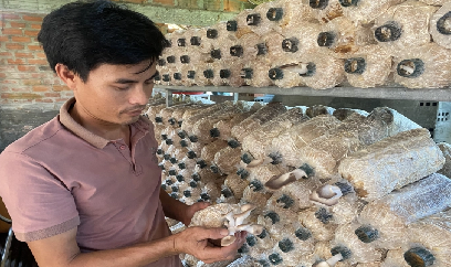 Sống ổn nhờ sản xuất phôi nấm sò với nhà xưởng 400m2