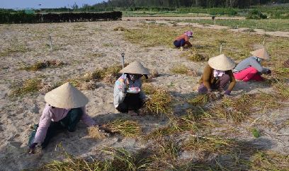 Đã có cách để tỏi Lý Sơn bớt lệ thuộc vào 'ông trời'