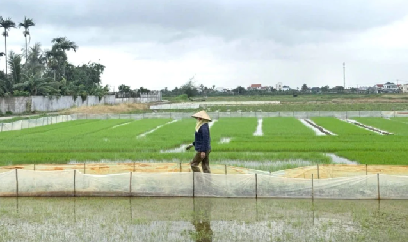 Hải Phòng sẵn sàng phương án chống úng cao nhất, bảo vệ lúa và hoa màu