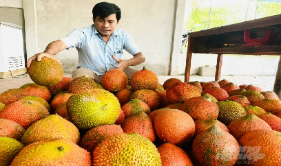 Trồng gấc được bao tiêu, lãi trên 250 triệu đồng/ha/năm