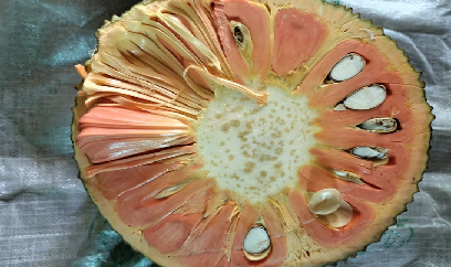 Mít ruột đỏ cam đào được thương lái săn lùng