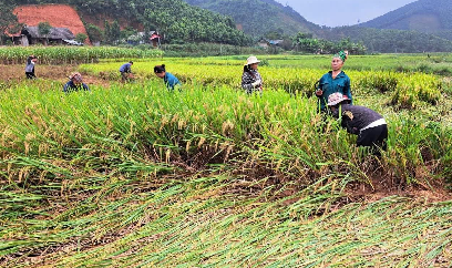 Người dân xã Tân Hợp tranh thủ từng giờ cứu lúa