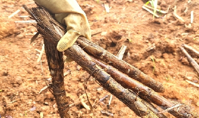 Hàng trăm ha mía ở Tuyên Quang bị chết do hạn