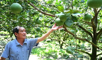 Lần đầu tiên bưởi Việt Nam xuất sang Úc: Thước đo năng lực hội nhập