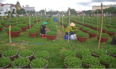 Ào ạt trồng hoa cúc, nguồn giống khan hiếm