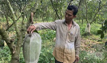 Mít Thái tăng giá, thương lái ráo riết tìm mua