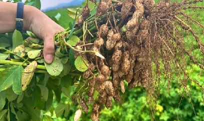 'Lạc là thép, là gang, lạc sang nước bạn, lạc mang máy về'
