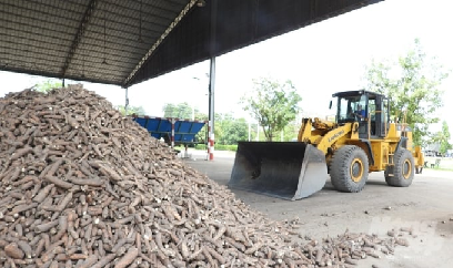 Các nhà máy sắn đang cạnh tranh... với chính mình