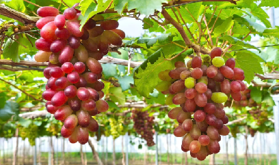 Nhà vườn tất bật chăm sóc nho chất lượng cao phục vụ Tết