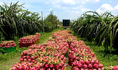 Chuẩn hóa vùng trồng thanh long để giữ vững thị trường Trung Quốc