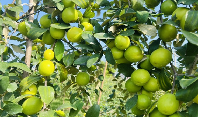 Hải Phòng: Trăn trở bài toán phát triển thương hiệu Táo muối Bàng La