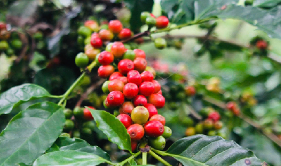 Đưa khoa học công nghệ vào từng hạt cà phê Arabica