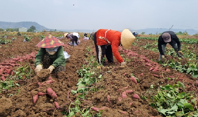 Giải bài toán rải vụ để có khoai lang xuất khẩu quanh năm