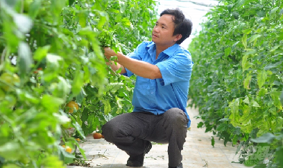 Lâm Đồng: Giá nhiều loại nông sản tăng