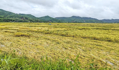 Trung bộ khẩn cấp cứu lúa và hoa màu