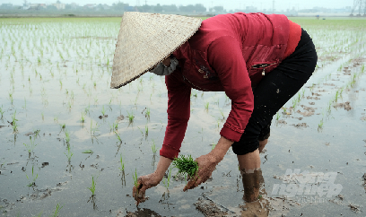 Bảo vệ mạ, lúa mới gieo cấy