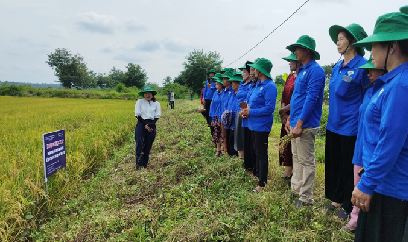 Nông dân tham gia huấn luyện quản lý dịch hại trên cây lúa