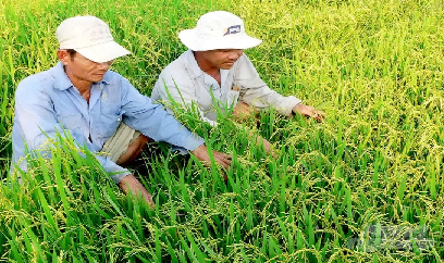 Nông dân phấn khởi trồng lúa Nhật được bao tiêu đầu ra