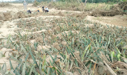 Đà Nẵng: Xử lý sa bồi ruộng đồng, không để ‘cát tặc’ trục lợi