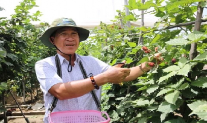 Dân tò mò cây mâm xôi đen mang từ Đà Lạt về trồng ở Ninh Thuận