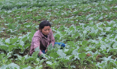 Lào Cai sớm lên kịch bản sản xuất vụ đông