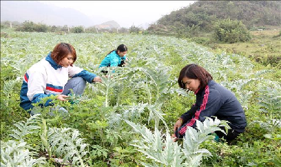 Lào Cai siết chặt quản lý giống cây trồng