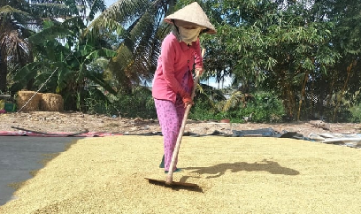 Bến Tre: Phần lớn lúa đông xuân đã thoát được hạn mặn