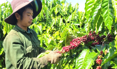 Gia Lai có thêm 90 mã số vùng trồng