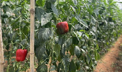 Lâm Đồng chuyển đổi cây trồng hơn 13 ngàn ha trong vụ hè thu