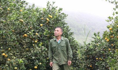 Dồn lực tái canh 1.500ha cây có múi tại Cao Phong