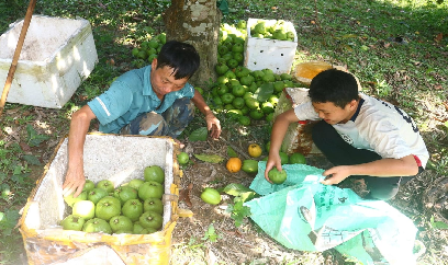 Loại quả dại một thời bán rẻ như cho, nay thành đặc sản