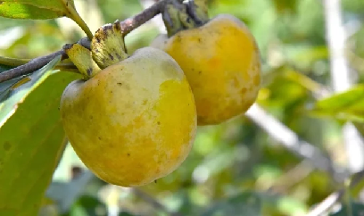 10 ha hồng không hạt đem về nguồn thu 13 tỉ đồng