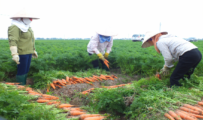 Vụ đông 2021 với trọng trách đặc biệt