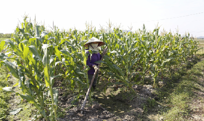 Kiên trì với ngô đông