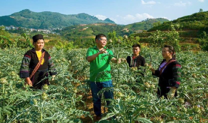 Bảo tồn, phát triển cây dược liệu bền vững