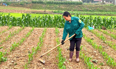 Những biện pháp phòng trừ cỏ dại hiệu quả bà con nông dân cần biết để bảo vệ ruộng lúa