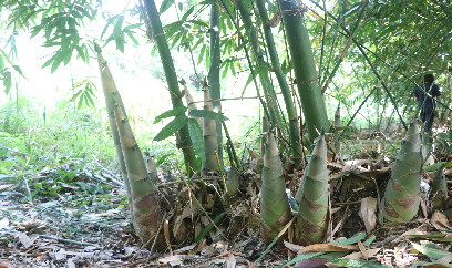 Hành trình 20 năm của vựa măng tre Bát Độ ở Trấn Yên