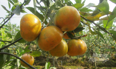 'Phù thủy' cam đất Hưng Yên