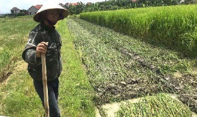 Cảnh giác đạo ôn gây hại lúa mùa