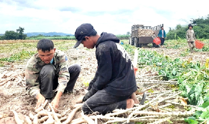 Mất mùa, rớt giá, người trồng sắn ở Gia Lai lỗ nặng