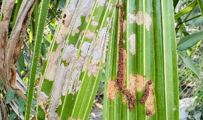 Chú trọng dùng thiên địch phòng trừ bọ cánh cứng và sâu đầu đen hại dừa