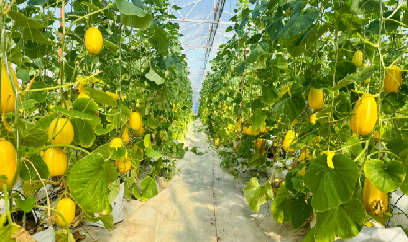 Trồng 500m2 dưa lê Hàn Quốc trong nhà màng, lãi 200 - 300 triệu đồng/năm