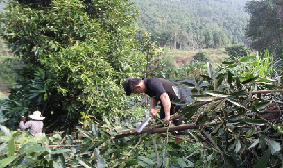 Bắc Hà thu 304 tỷ đồng từ cây quế năm 2022